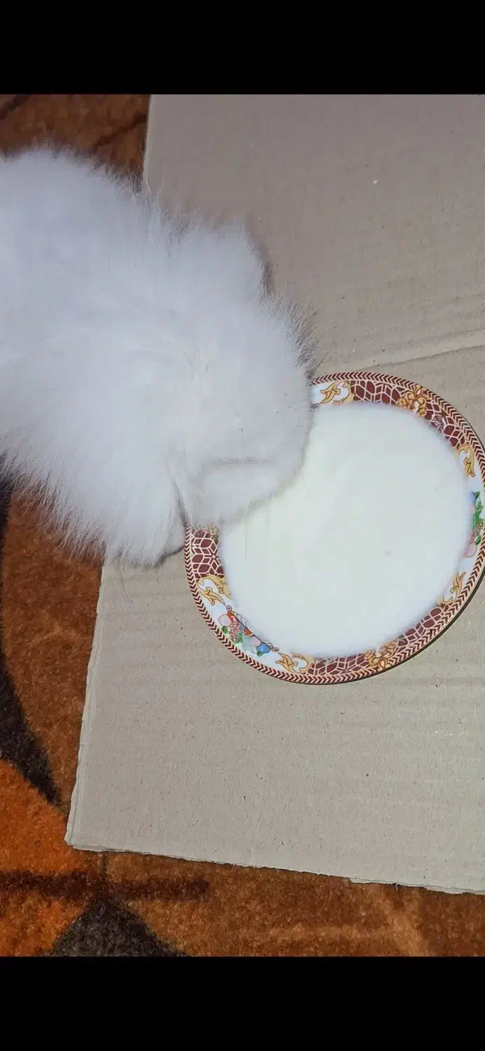 خرگوش مینی لوپ  ترکیش چشم ابی|موش و خرگوش|ساوه, |دیوار