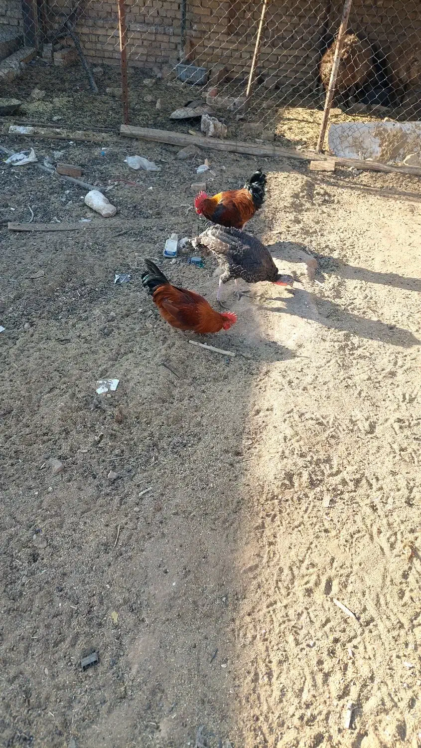 ۴ عدد خروس دونه ای ۵۰۰تومان|حیوانات مزرعه|حمیدیا, |دیوار