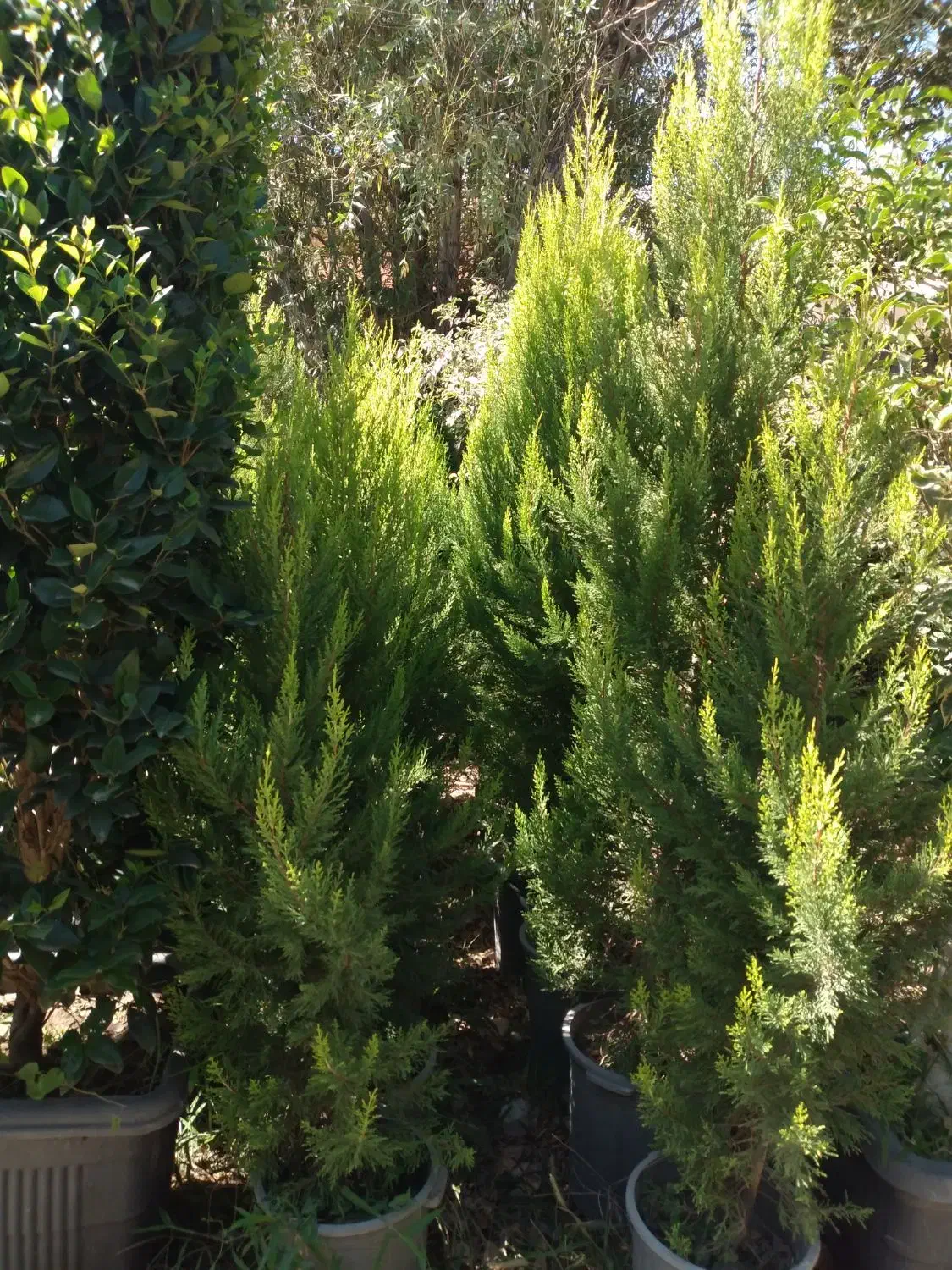 گل و گیاه|گل و گیاه طبیعی|ماهدشت, |دیوار