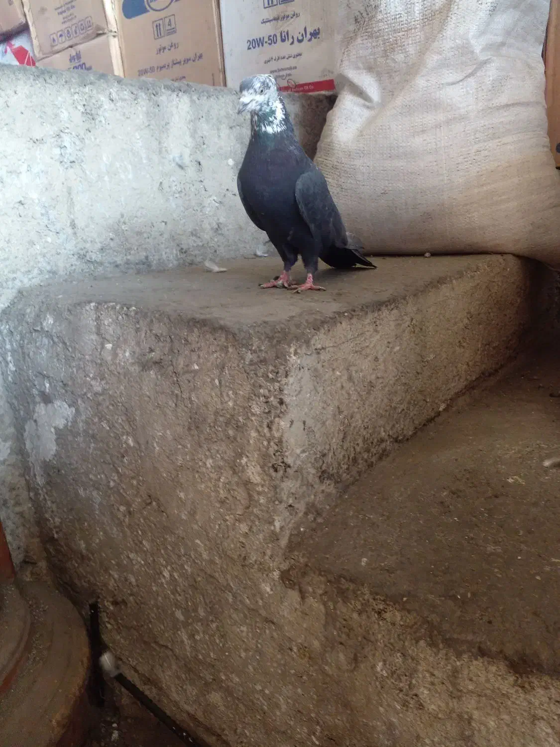 کبوتر کله ماستی|پرنده|کهریزک, |دیوار