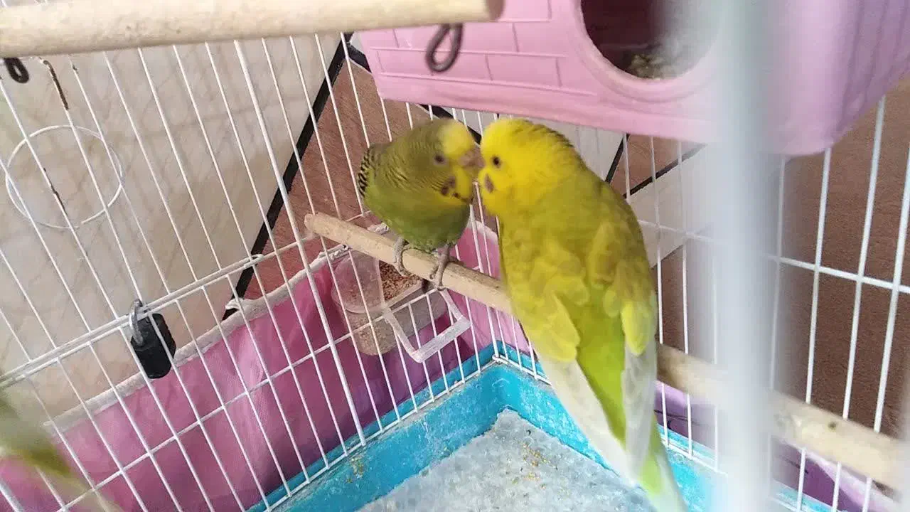 یک جفت مرغ عشق|پرنده|کازرون, |دیوار