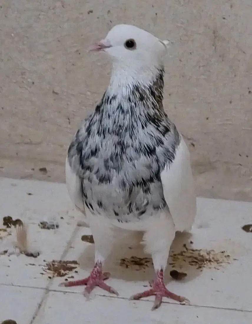 طوق هفت رنگ|پرنده|جم, |دیوار