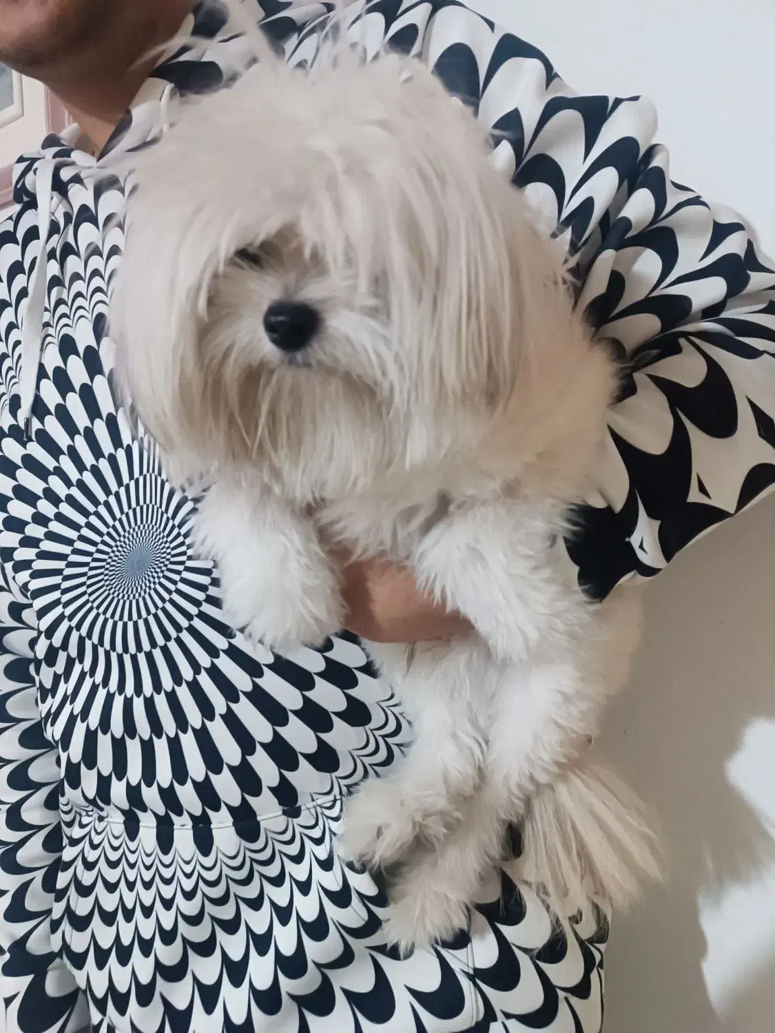 سگ پاکوتاه|سگ|ارومیه, |دیوار