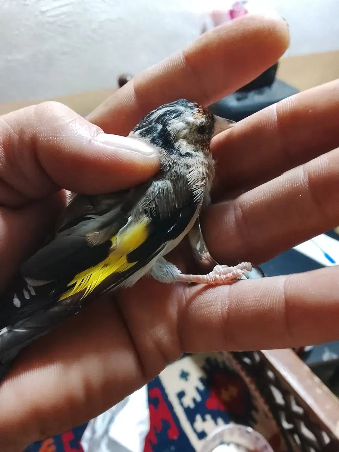 جوجه سره متولد قفس|پرنده|اسلام‌شهر, شهرک واوان|دیوار