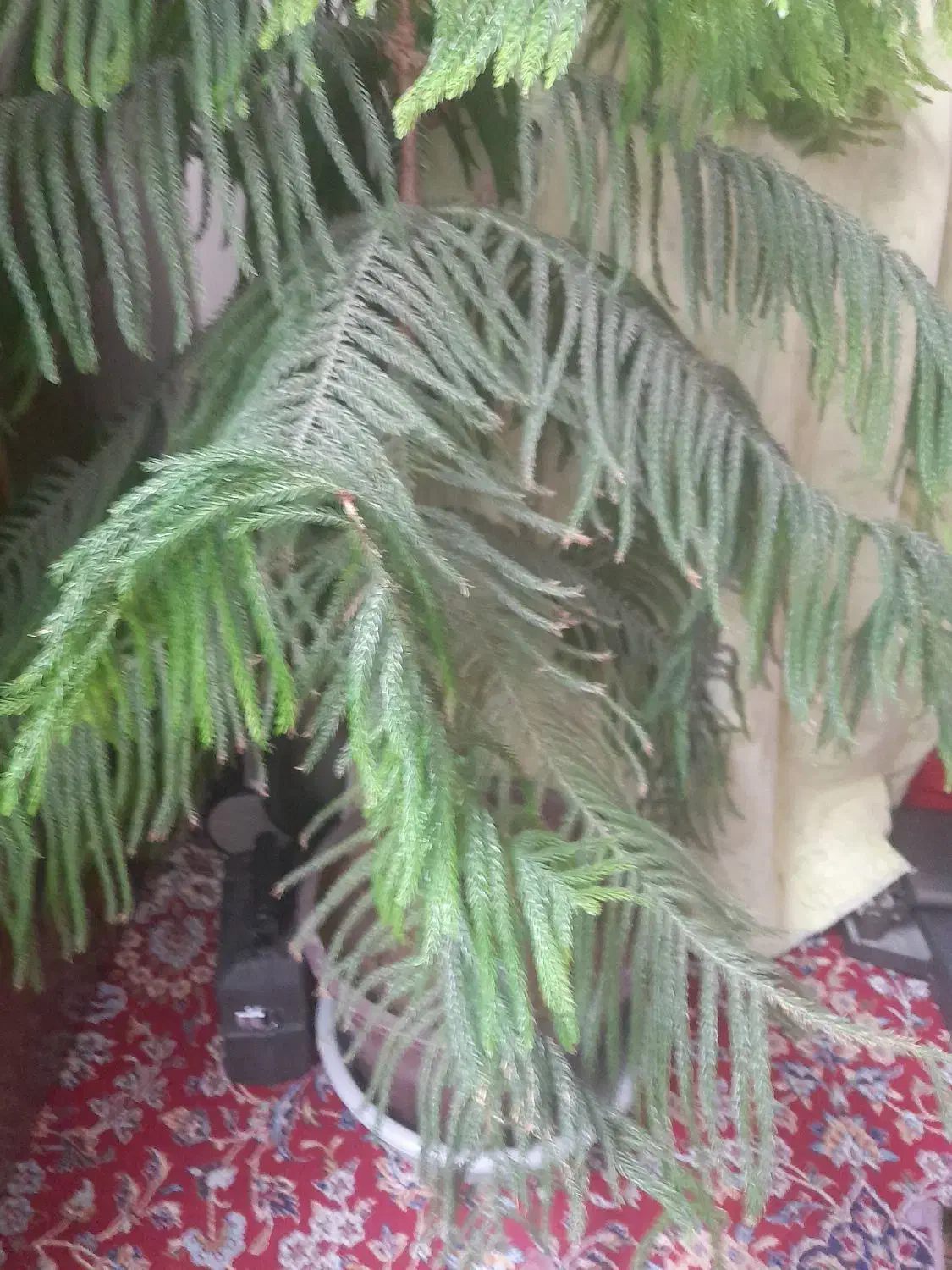 گل کاج مطبق|گل و گیاه طبیعی|کرمان, |دیوار