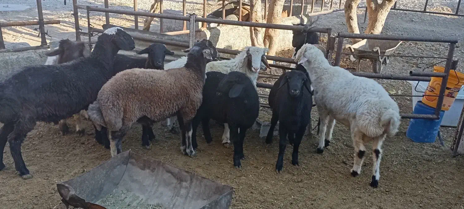 بره نرچاق|حیوانات مزرعه|سیدان, |دیوار