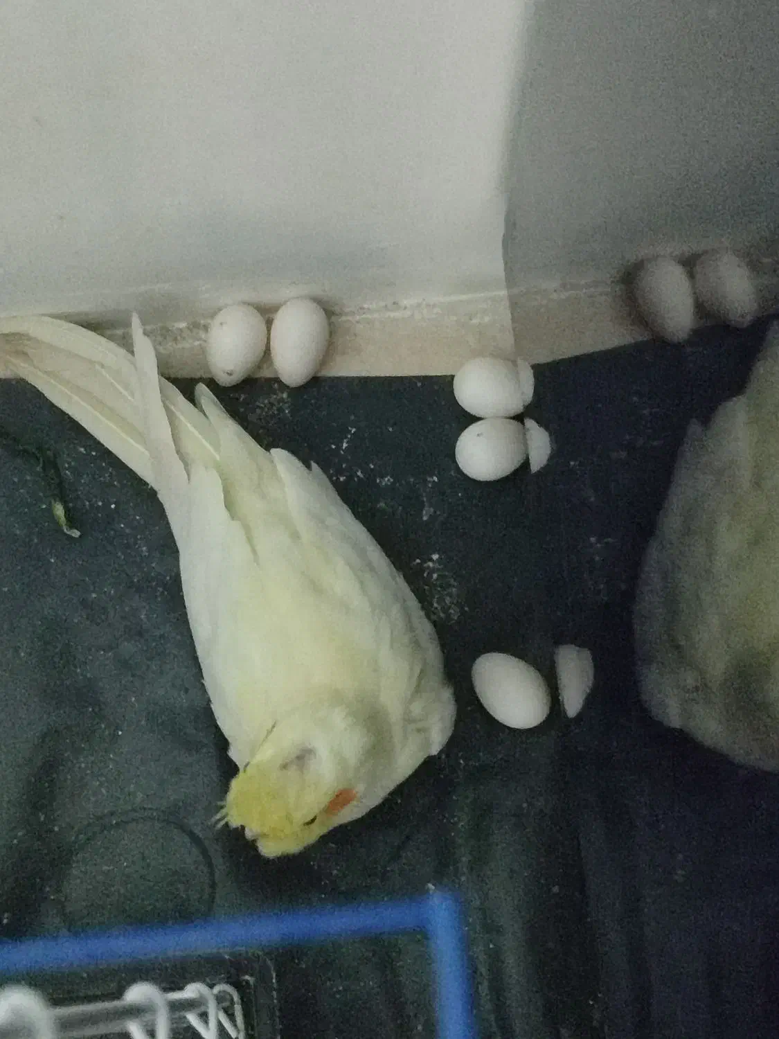 پرنده|پرنده|جیرفت, |دیوار