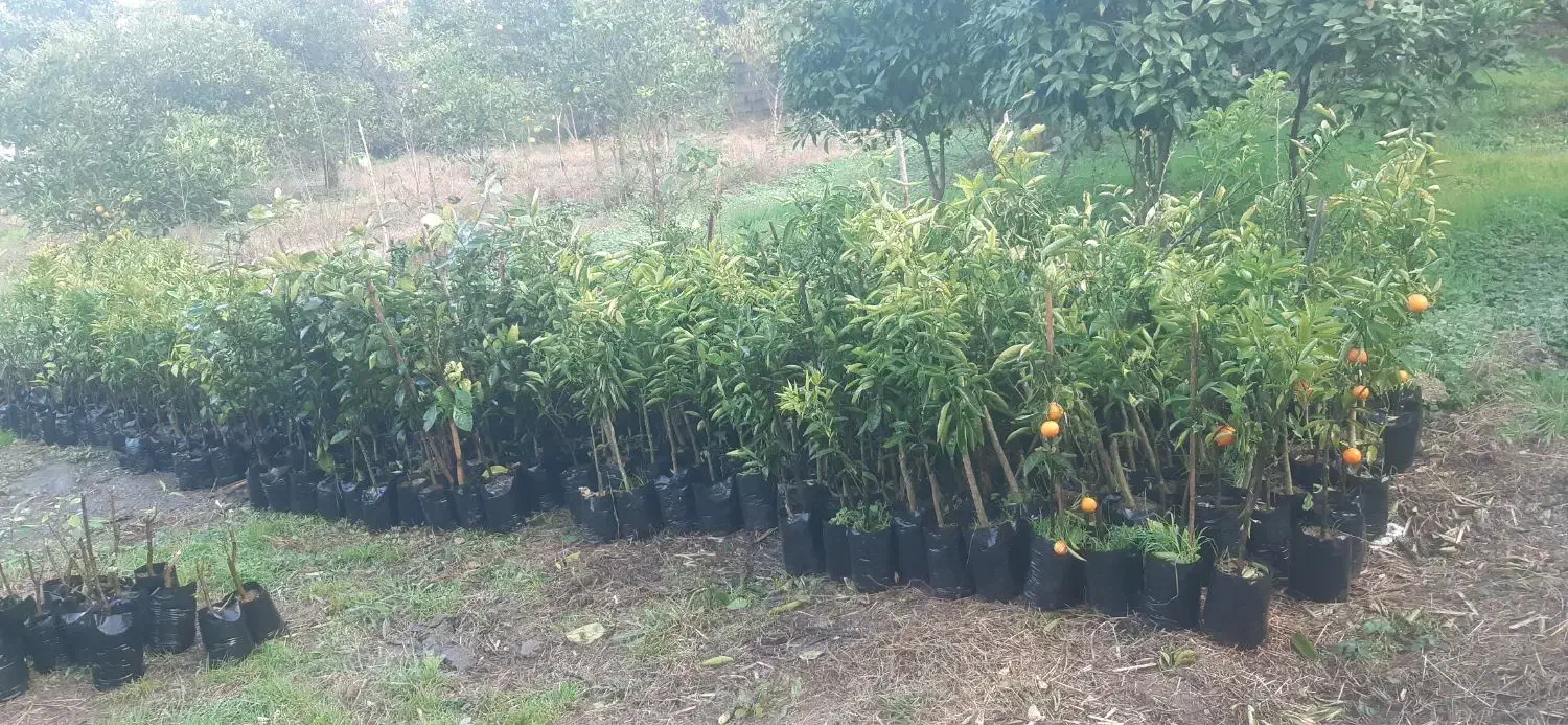 نهال مرکبات قیمت استثنایی|خدمات باغبانی و درختکاری|کومله, |دیوار