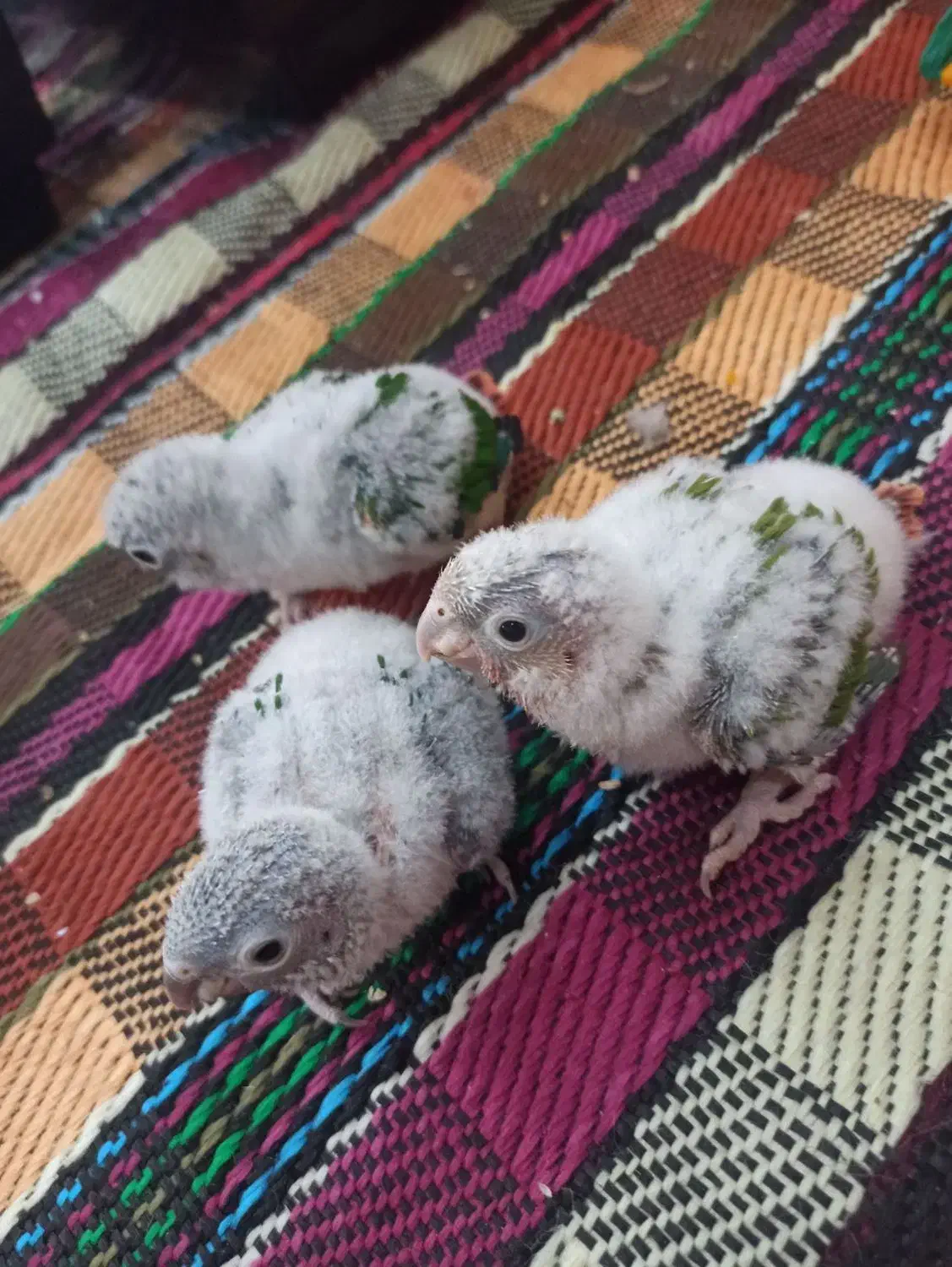 گرینچیک سرلاکی|پرنده|زرند, |دیوار