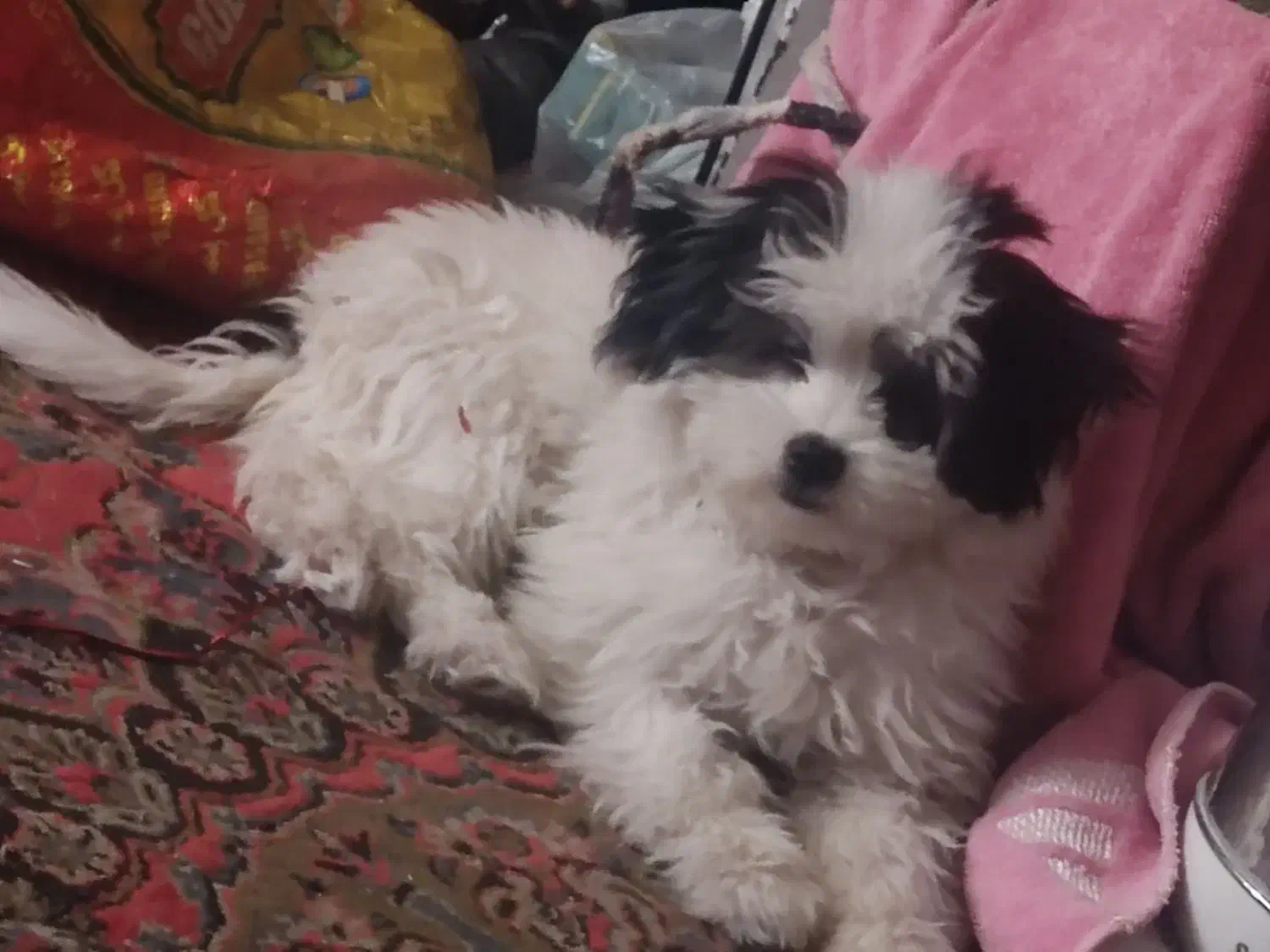 سگـ|سگ|یاسوج, |دیوار