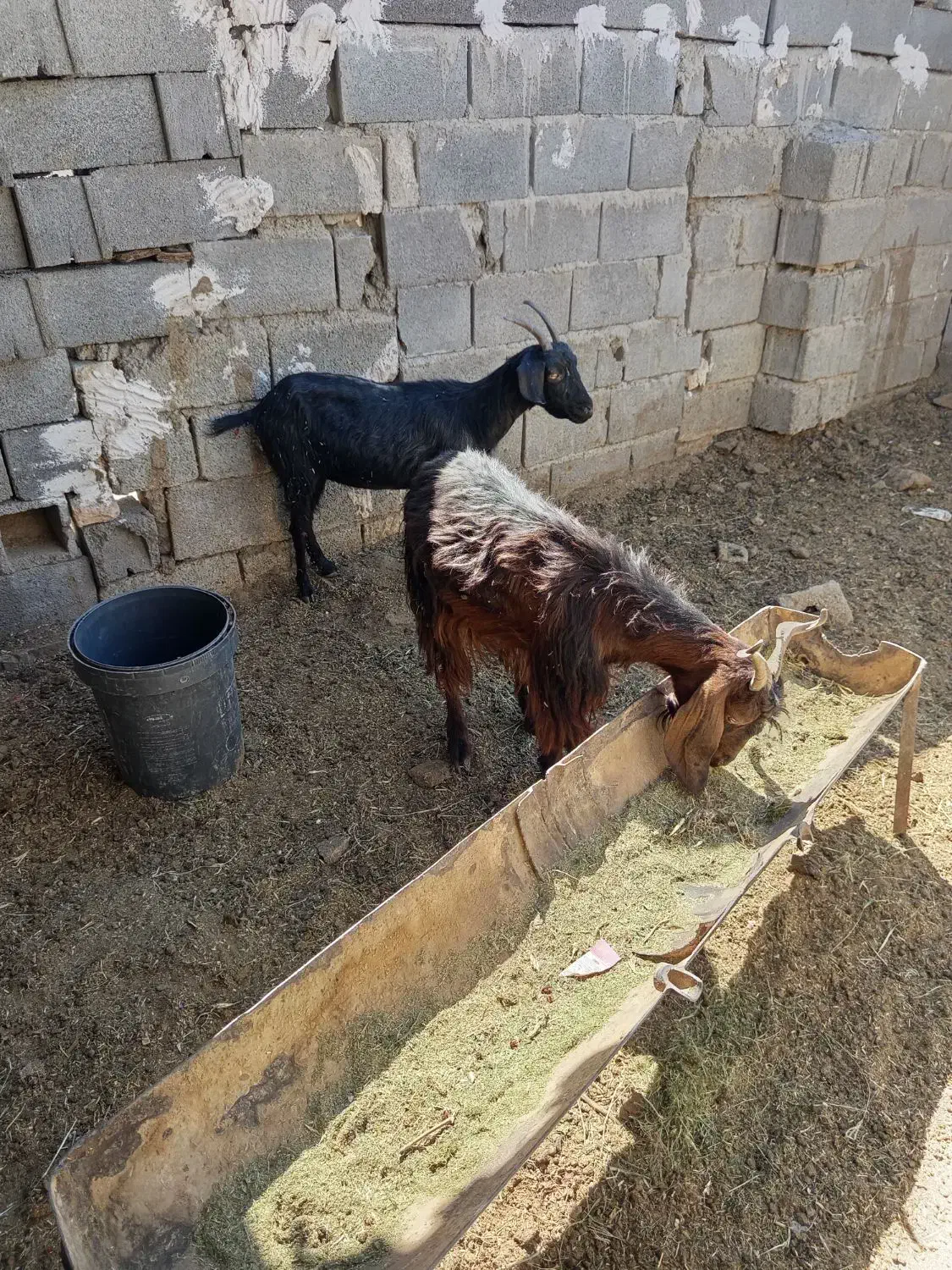بز چاق کولار|حیوانات مزرعه|شیراز, آبیاری|دیوار