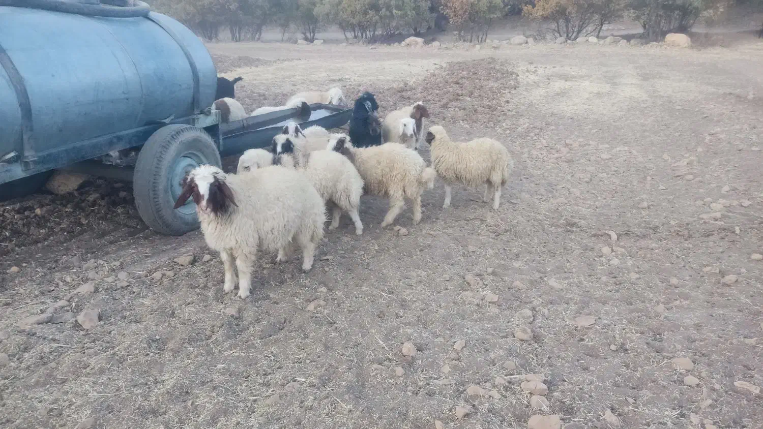 بره پرواری|حیوانات مزرعه|کرمانشاه, |دیوار