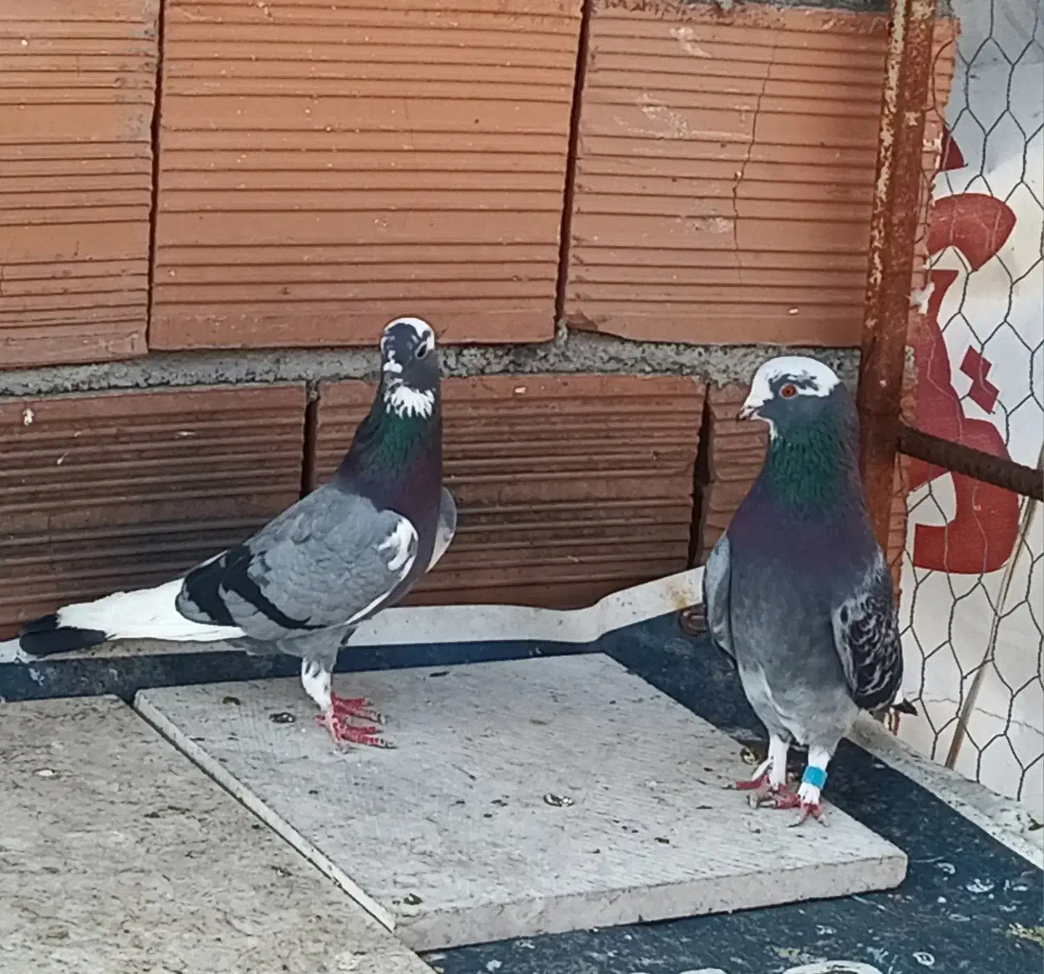 کبوتر پرشی|پرنده|ساری, |دیوار