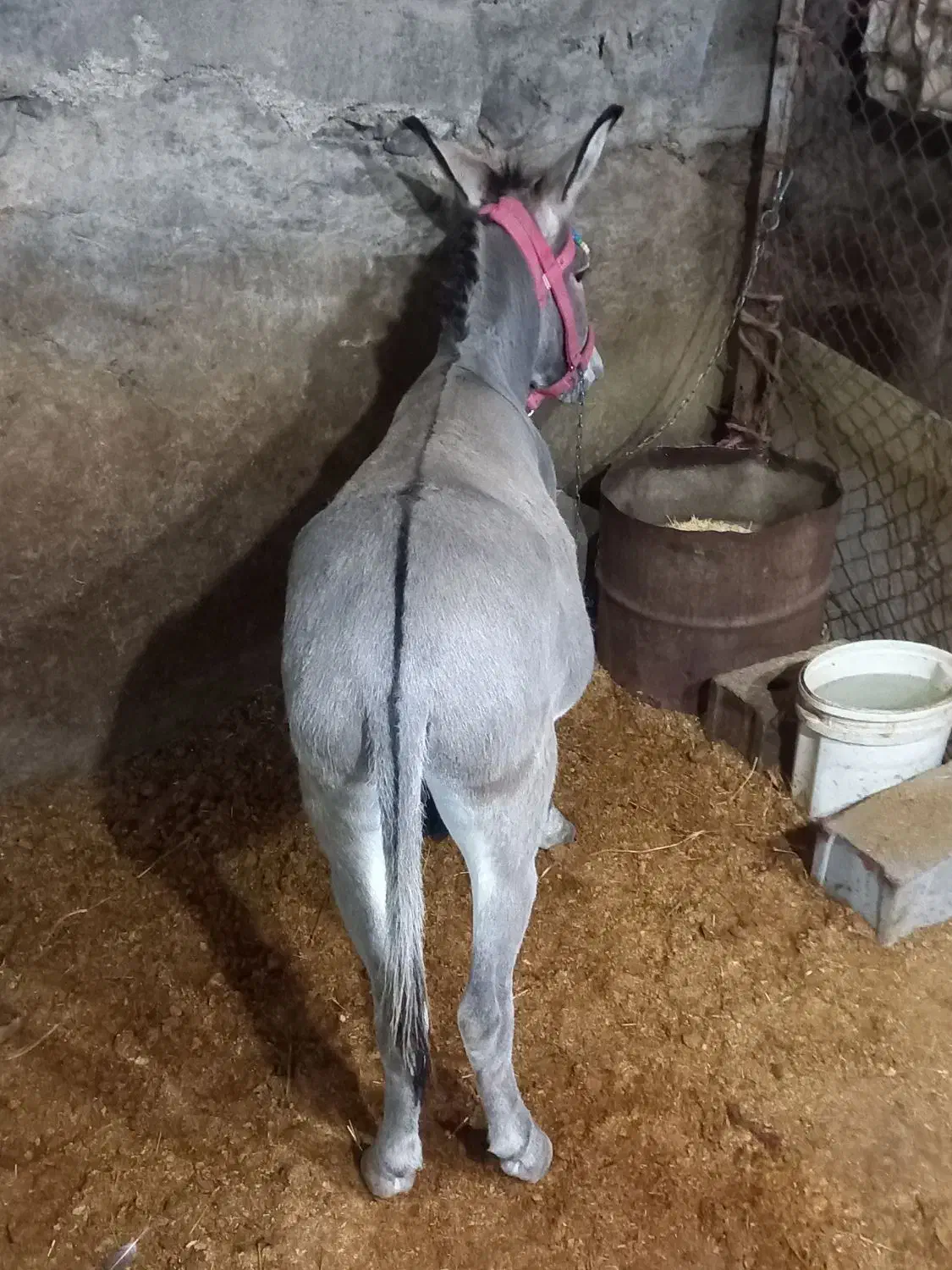 الاغ نر|حیوانات مزرعه|فشم, |دیوار