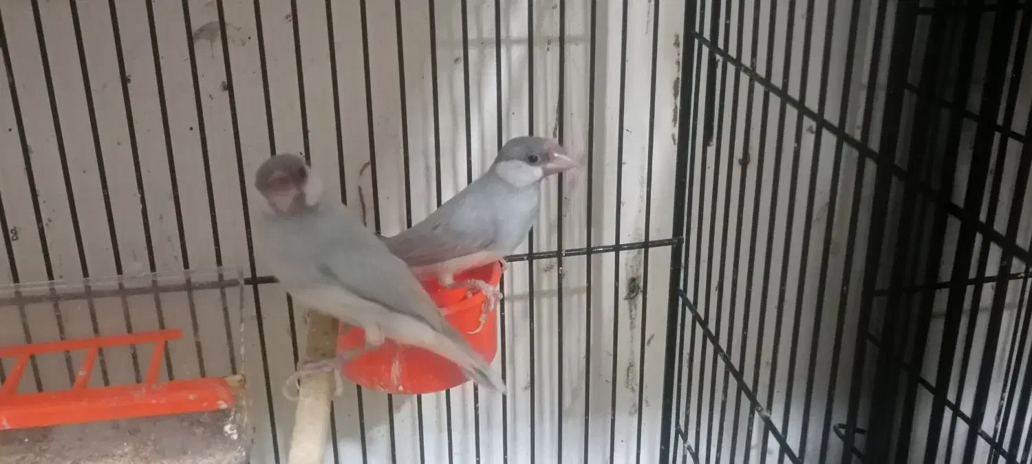 طوطی پروتلت و فنچ نرگسی شکلاتی و سیلور و ابلغ|پرنده|قوچان, |دیوار