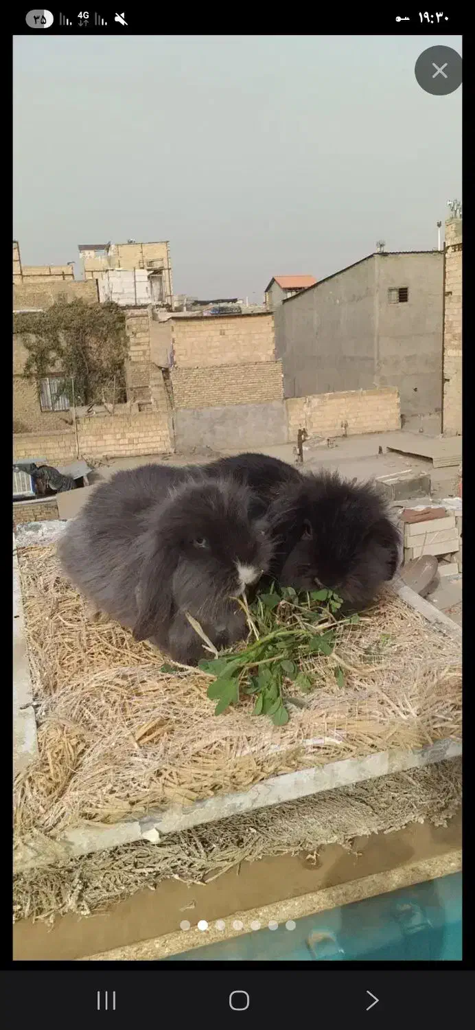 سرپرستی همستر و خرگوش هرچیزی دیگه|موش و خرگوش|مشهد, شهید قربانی|دیوار
