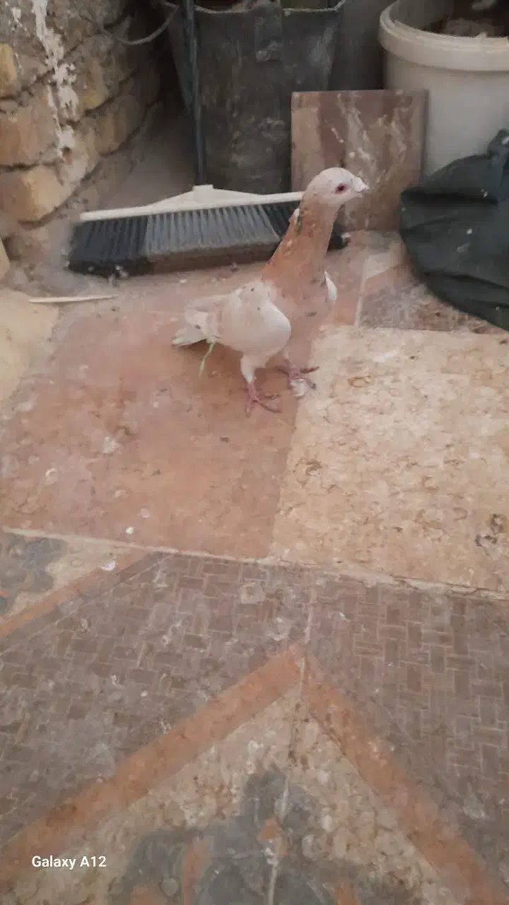 کبوتر زاجر|پرنده|مهریز, |دیوار