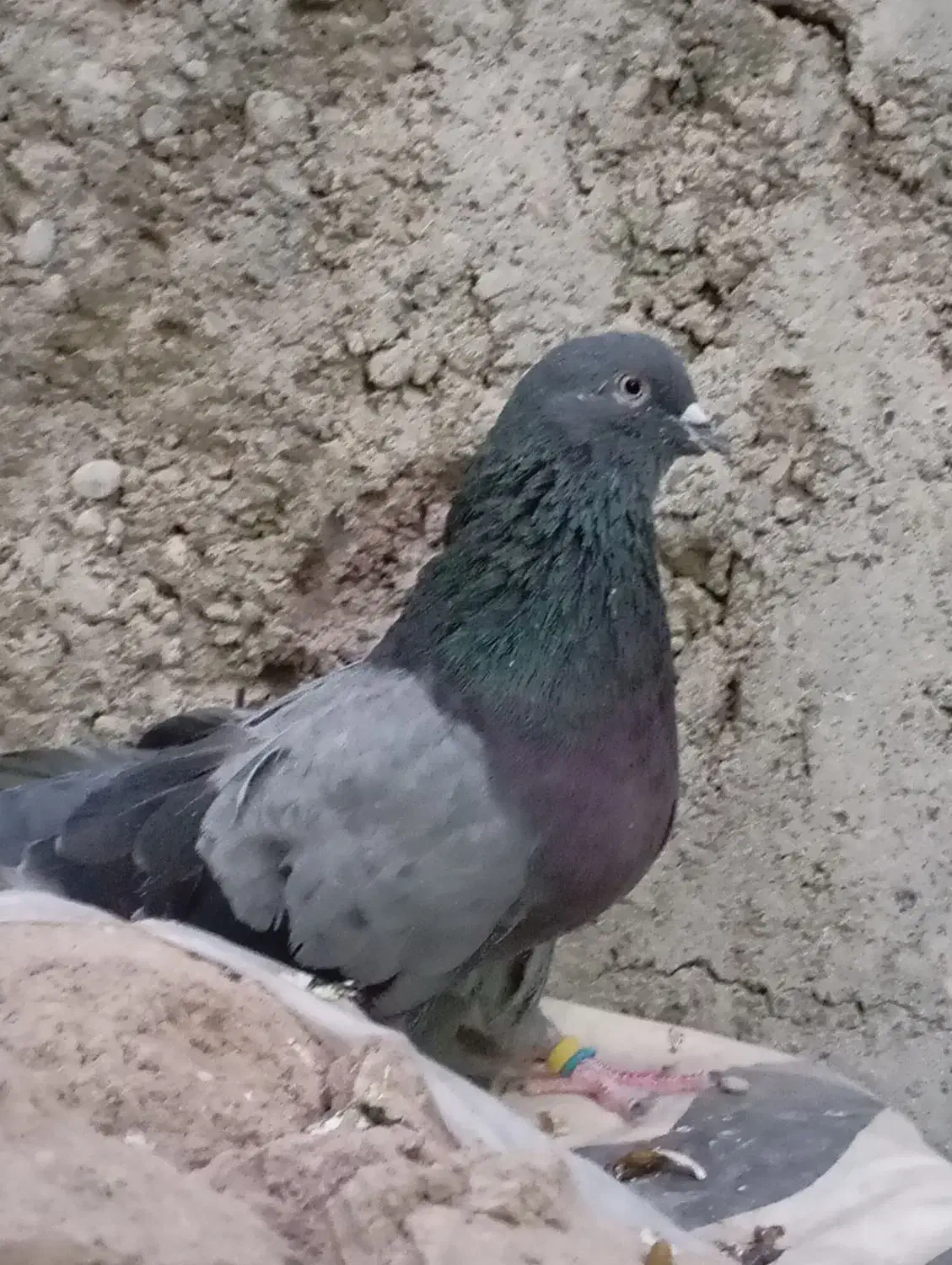 نر و ماده سبز دوخط آنتیک کلکسیونی ب شرط پرش بازی|پرنده|اصفهان, درب سیبه علیا|دیوار
