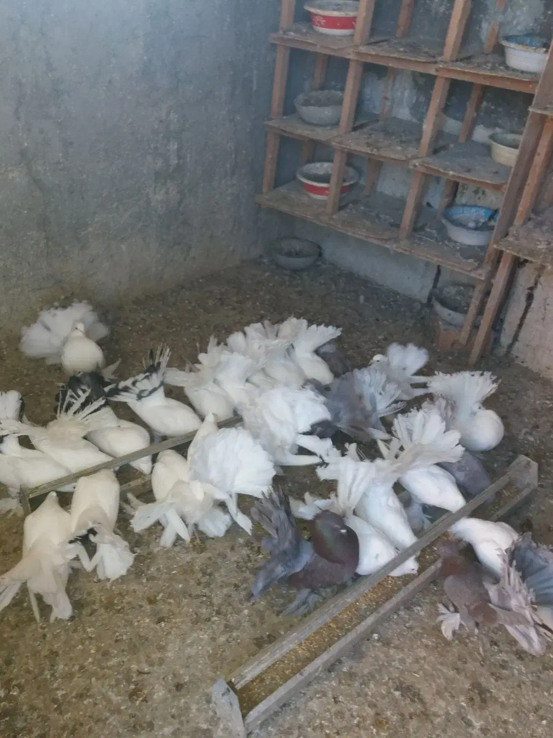 انواع‌دم‌چتری‌های‌زیبا‌واصیل|پرنده|بندر ترکمن, |دیوار