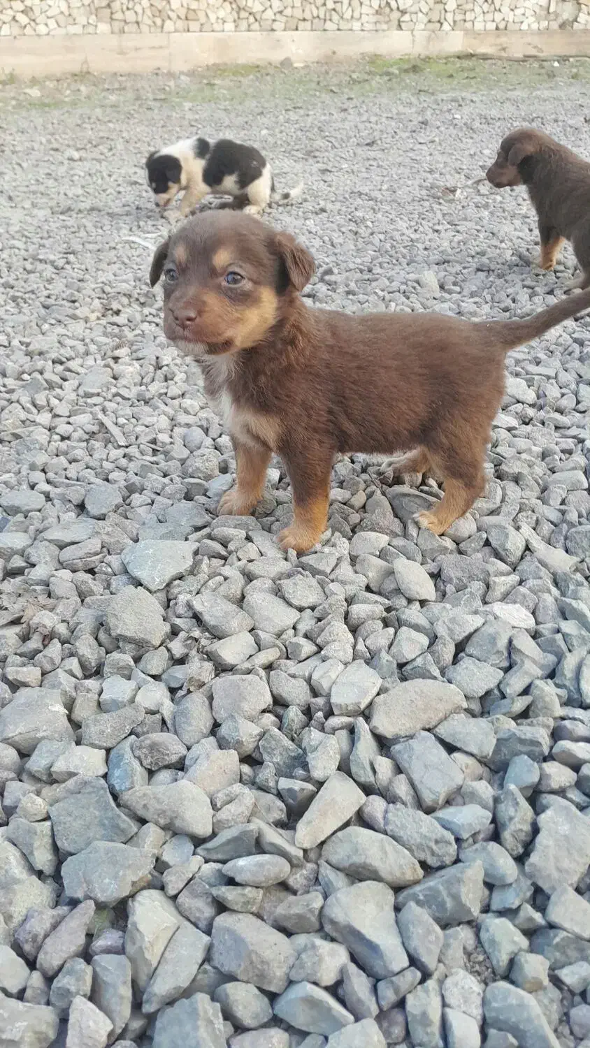 سگ پاه کوتاه|سگ|لاهیجان, بازکیاگوراب|دیوار