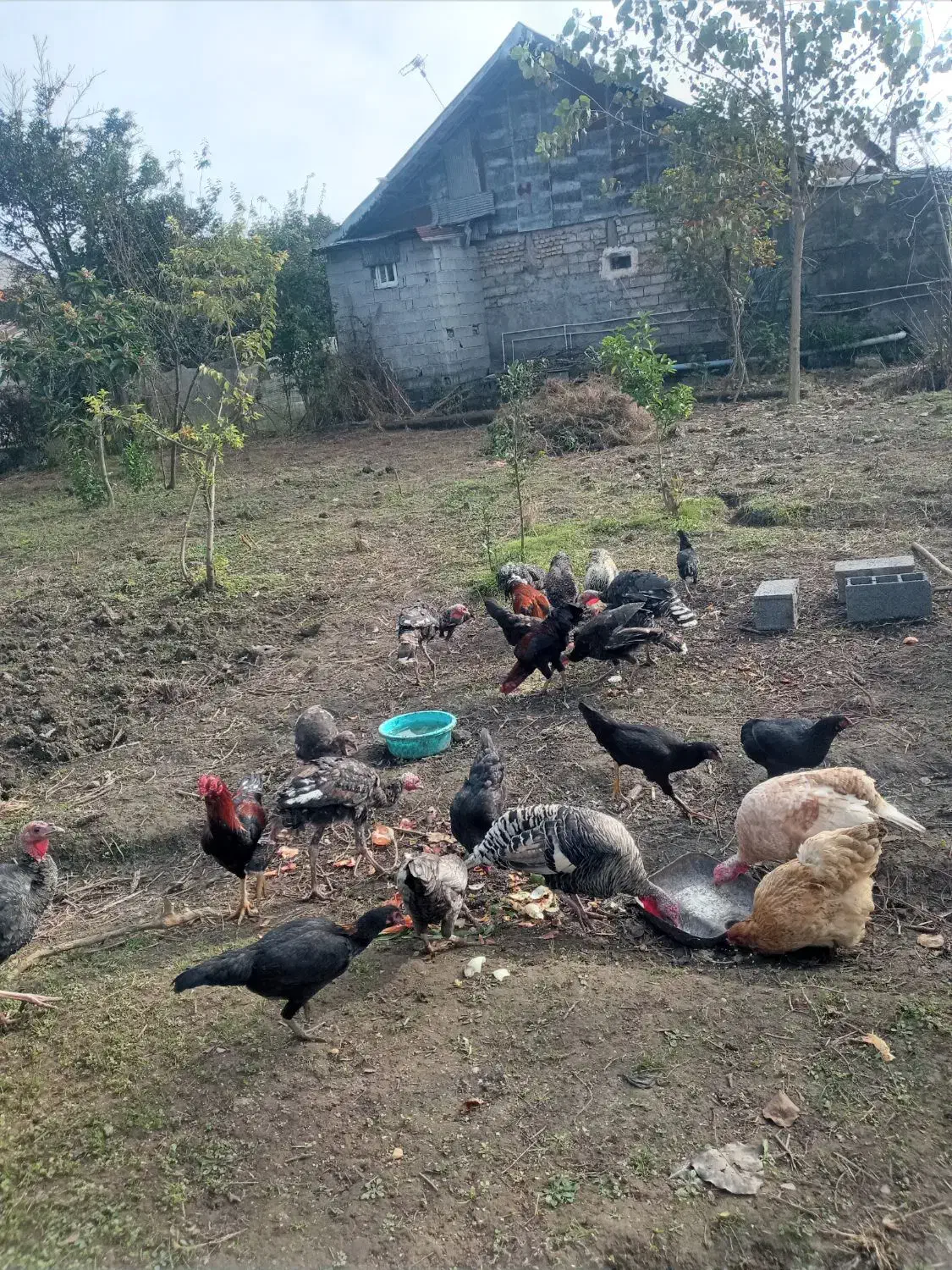 خروس محلی و بوقلمون|حیوانات مزرعه|رودبنه, |دیوار