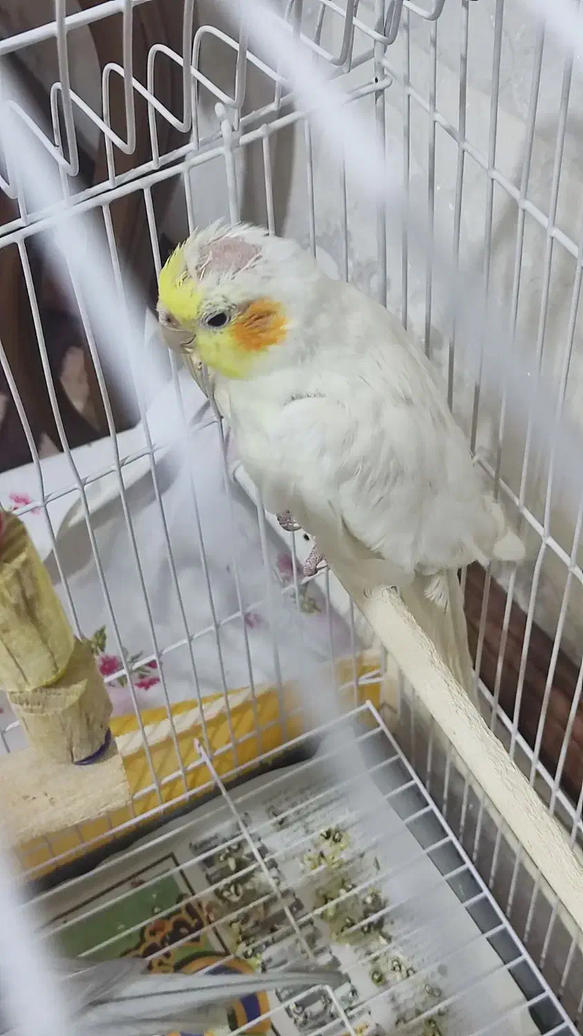 عروس هلندی|پرنده|اهر, |دیوار