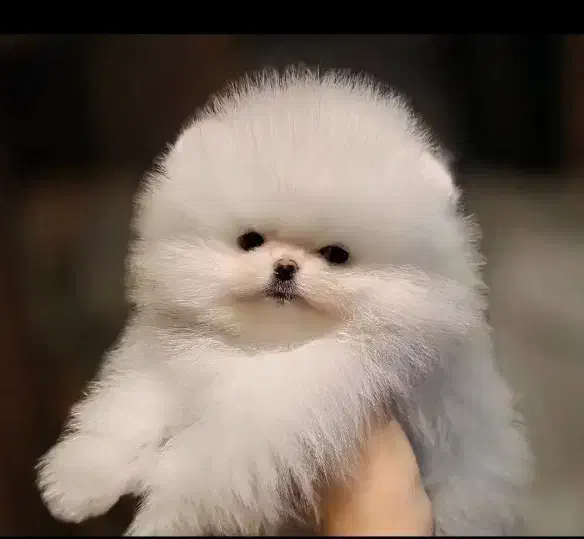 بشتابید پامر وایت فیس|سگ|مشهد, وکیلآباد|دیوار