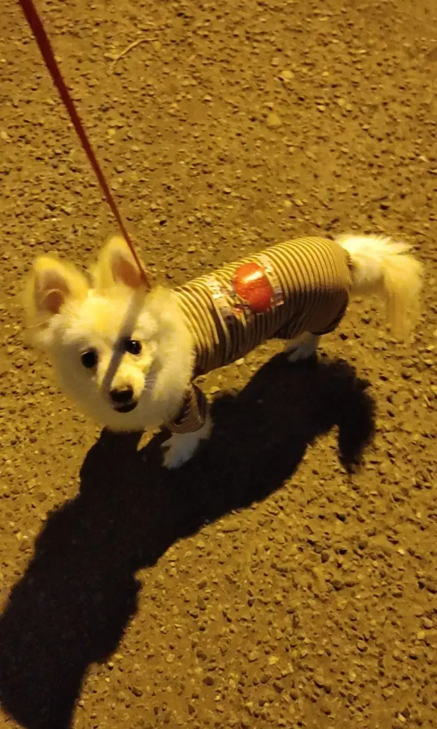 سگ پامر روباهی|سگ|رشت, حمیدیان|دیوار