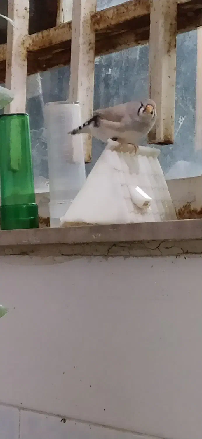 فنچ رنگ پاستیل|پرنده|اهواز, منازل کارون|دیوار