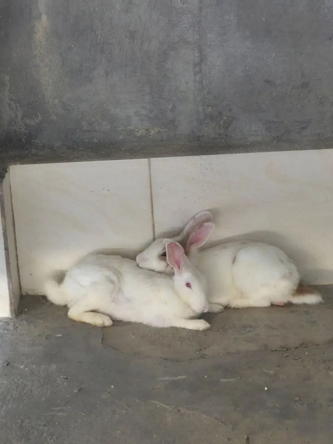 خرگوش نر و ماده|موش و خرگوش|برازجان, |دیوار