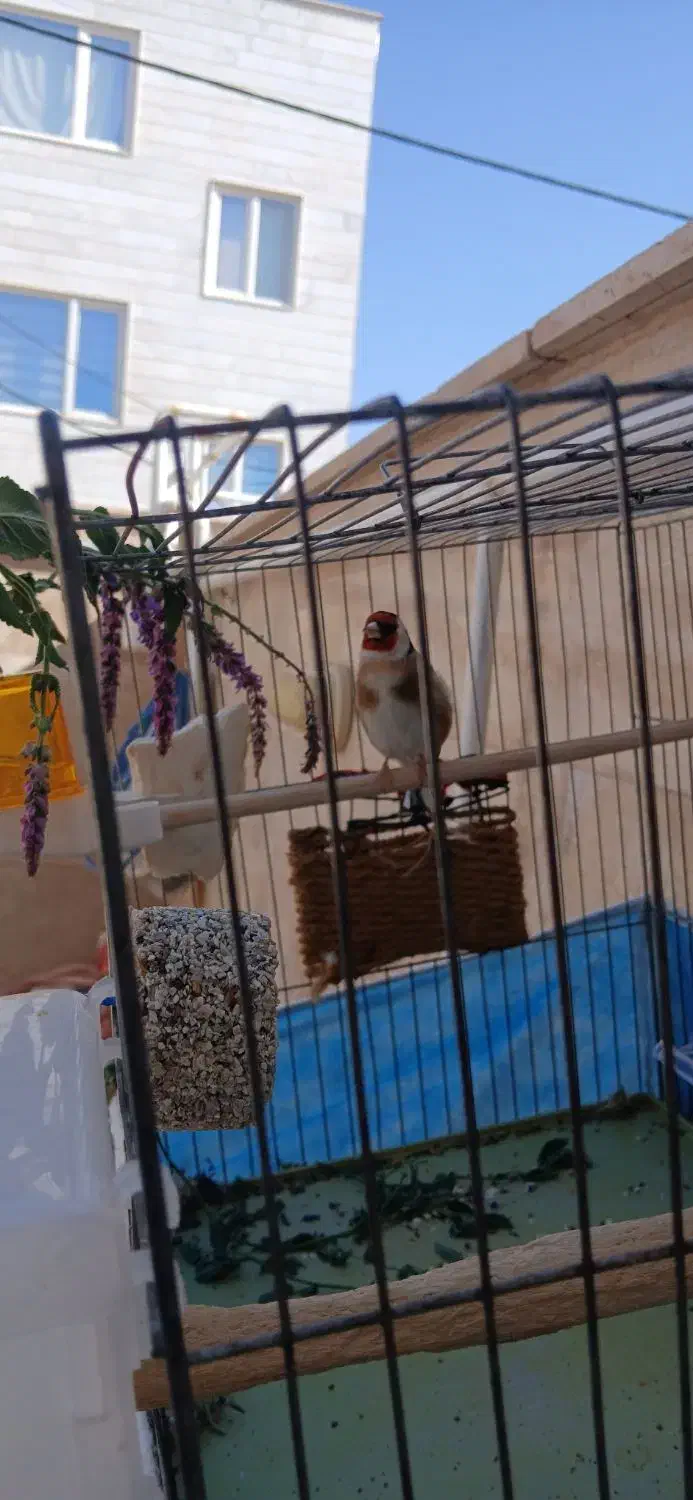 سهره|پرنده|ابهر, |دیوار