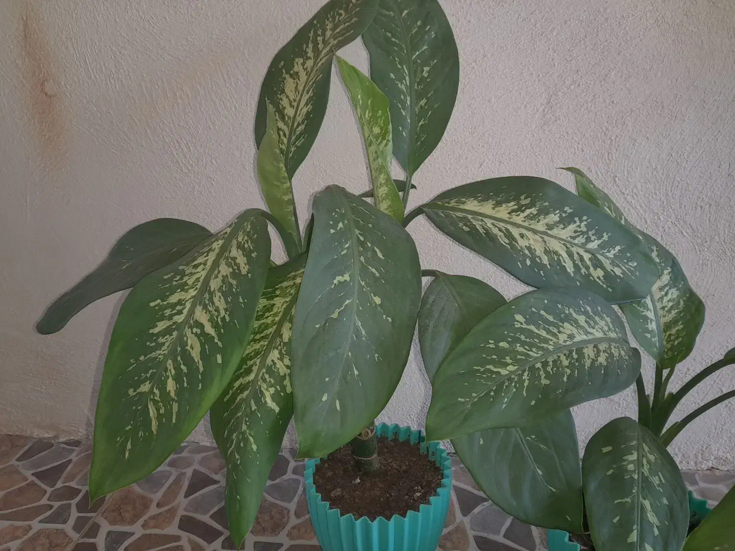 گل طبیعی زیبا|گل و گیاه طبیعی|سرپل ذهاب, |دیوار