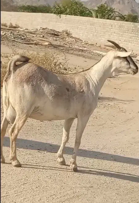 بز سومال  هیکلی دوقلوزا|حیوانات مزرعه|بندرعباس, |دیوار