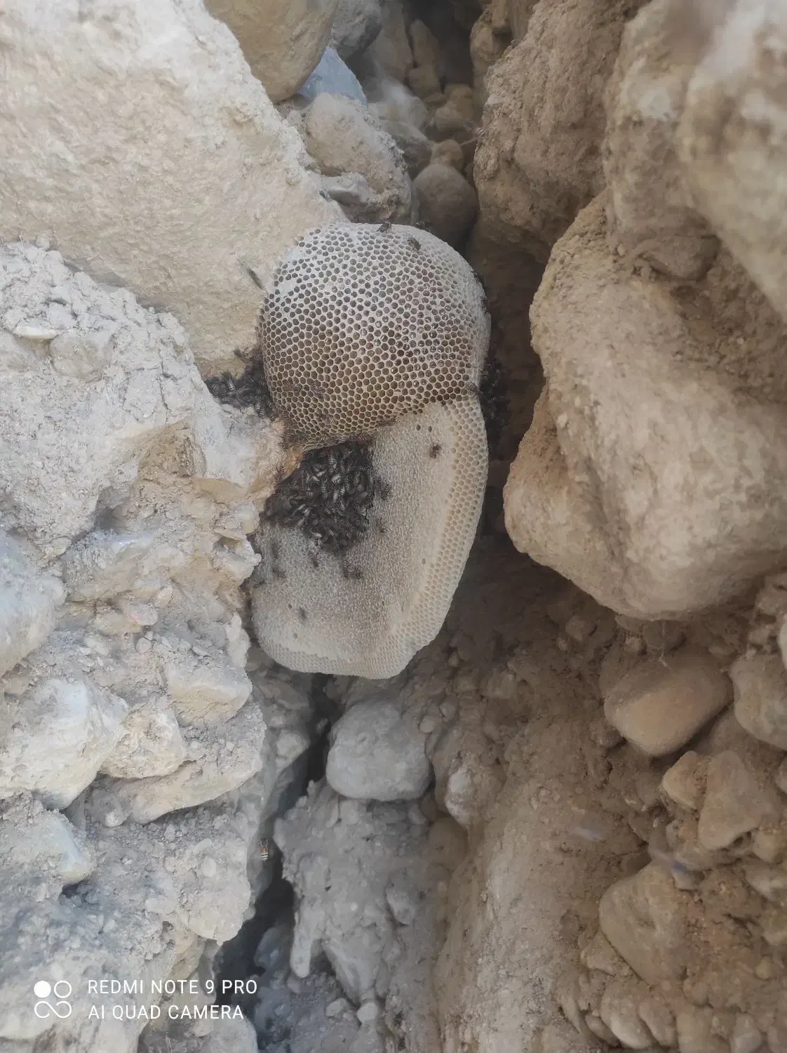 فروش عسل کوهی|خوردنی و آشامیدنی|فراشبند, |دیوار