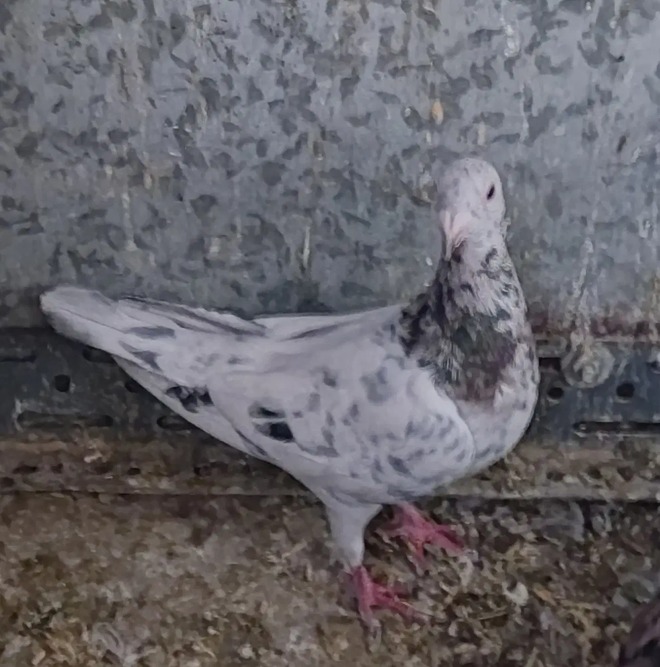 نامور|پرنده|لالجین, |دیوار