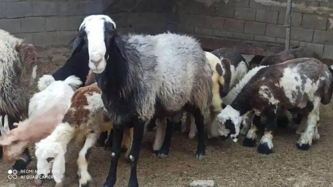 قوچ شال اصل ب شرط میش رون درجه یک|حیوانات مزرعه|دوگنبدان, |دیوار