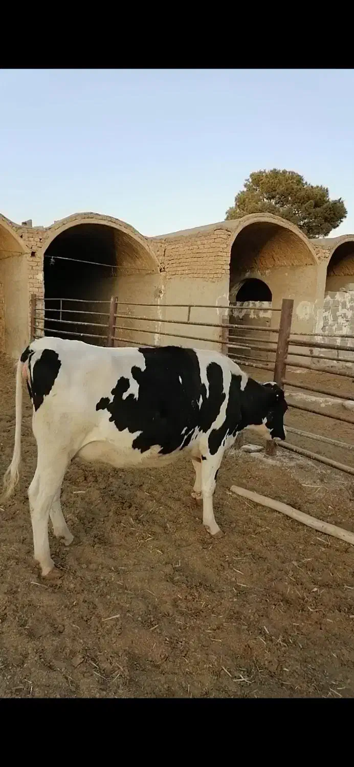 گاو|حیوانات مزرعه|مبارکه, |دیوار