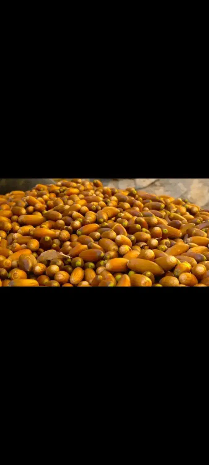 بلوط|لوازم جانبی حیوانات|همایجان, |دیوار