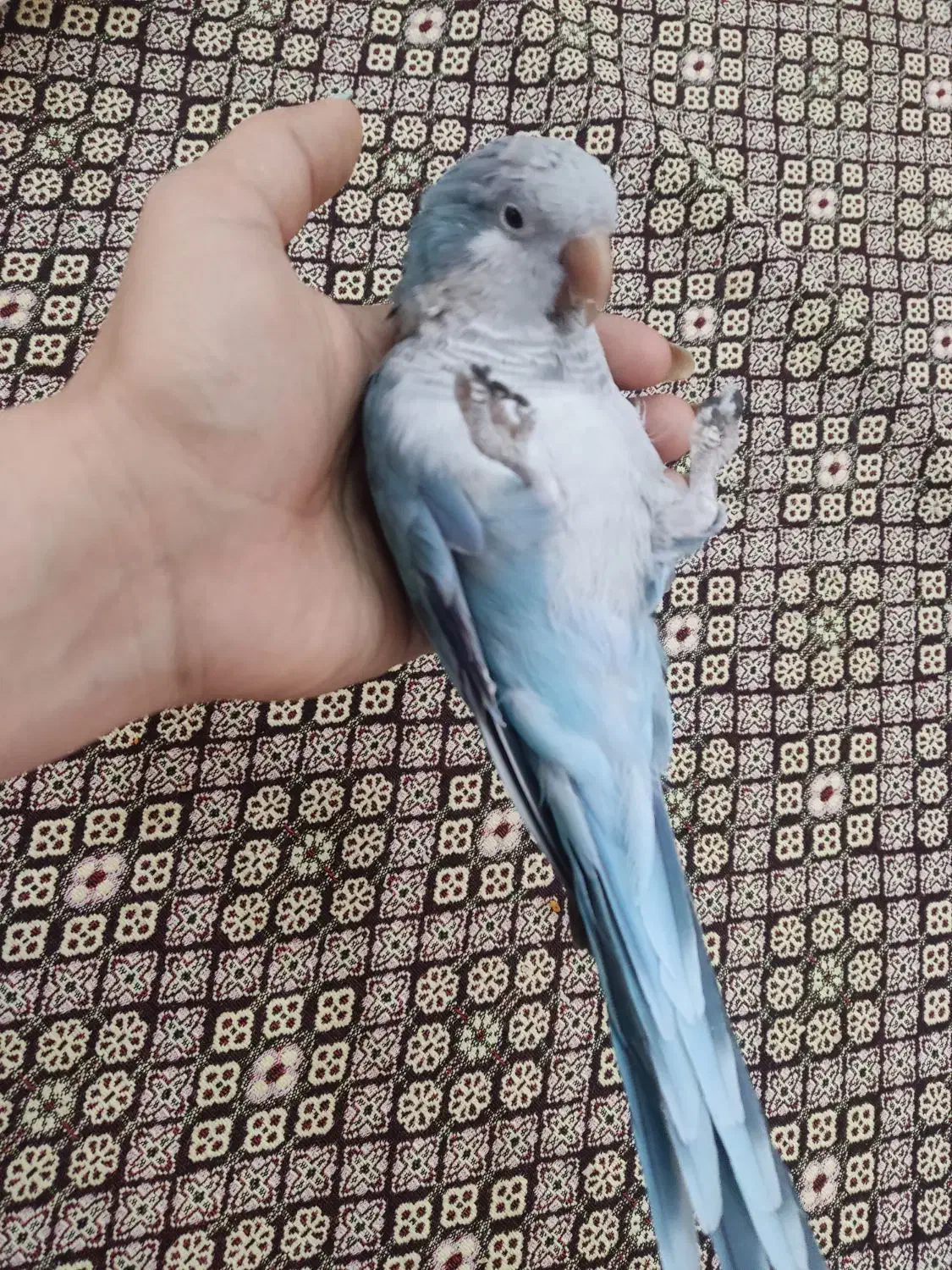 طوطی راهب|پرنده|شاهین‌شهر, خانه کارگر|دیوار