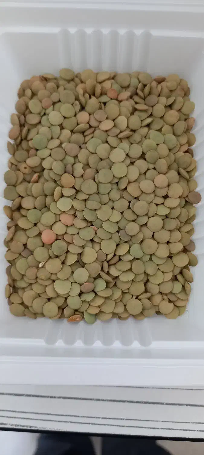 عدس|خدمات باغبانی و درختکاری|ارشق, |دیوار