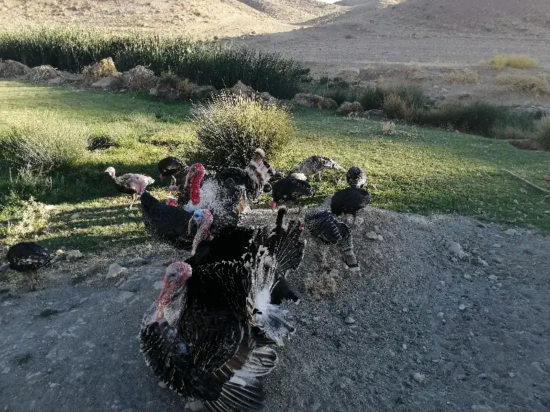 بوقلمون محلی|حیوانات مزرعه|کوهدشت, |دیوار