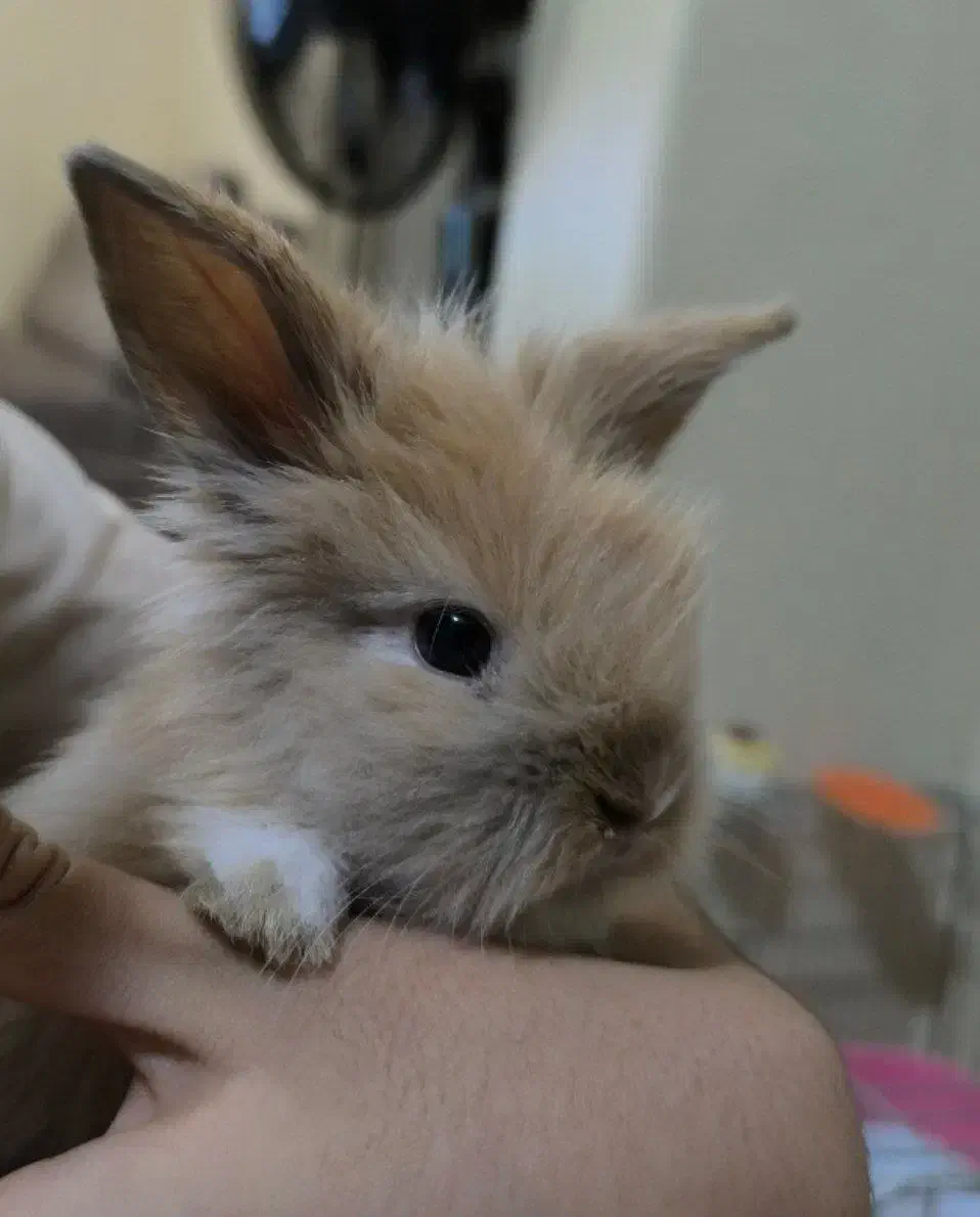 خرگوش مینی لوپ|موش و خرگوش|تهران, مینای شمالی (مخبر)|دیوار