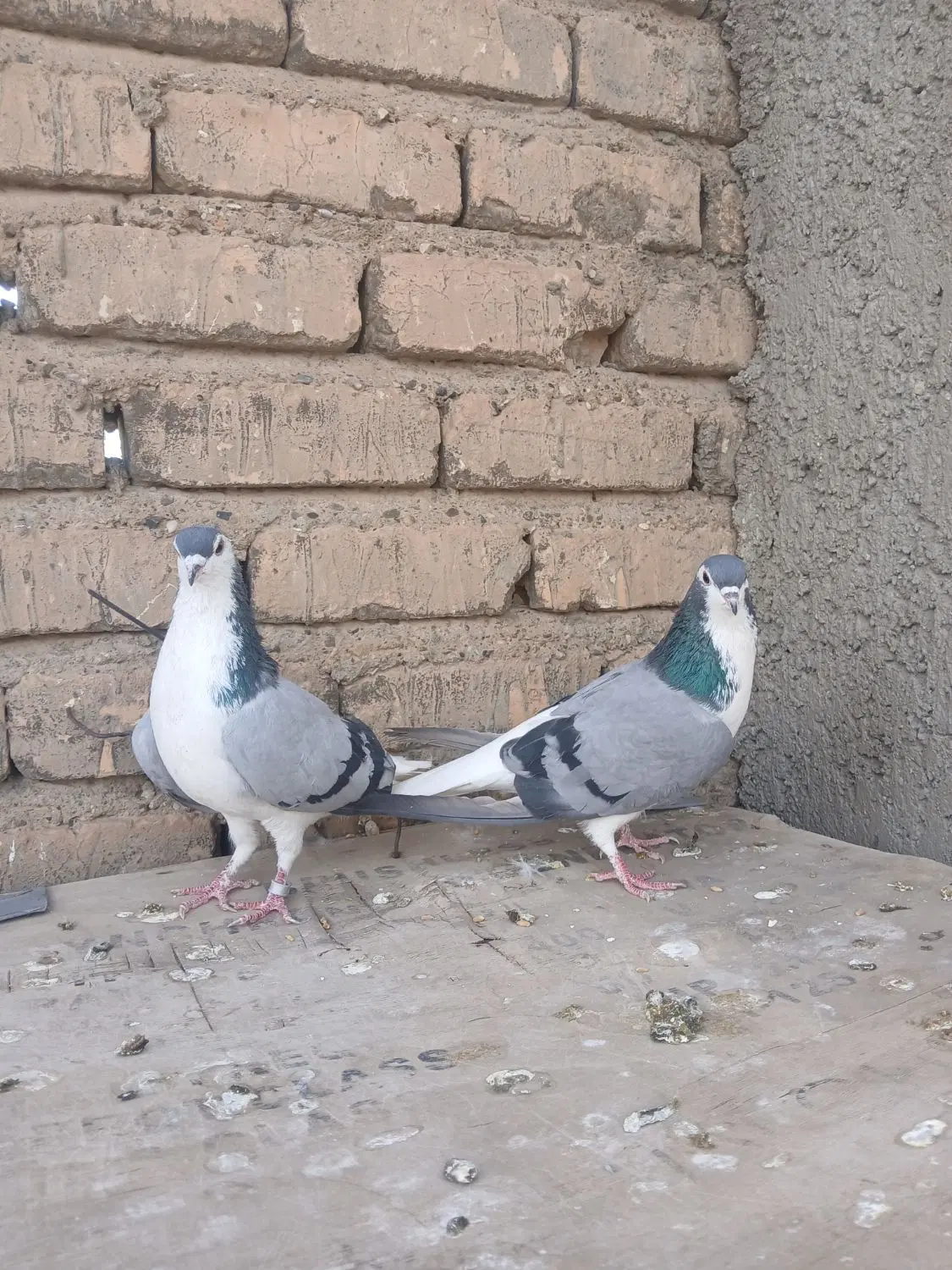 دمگیر گچی|پرنده|اصفهان, برازنده|دیوار