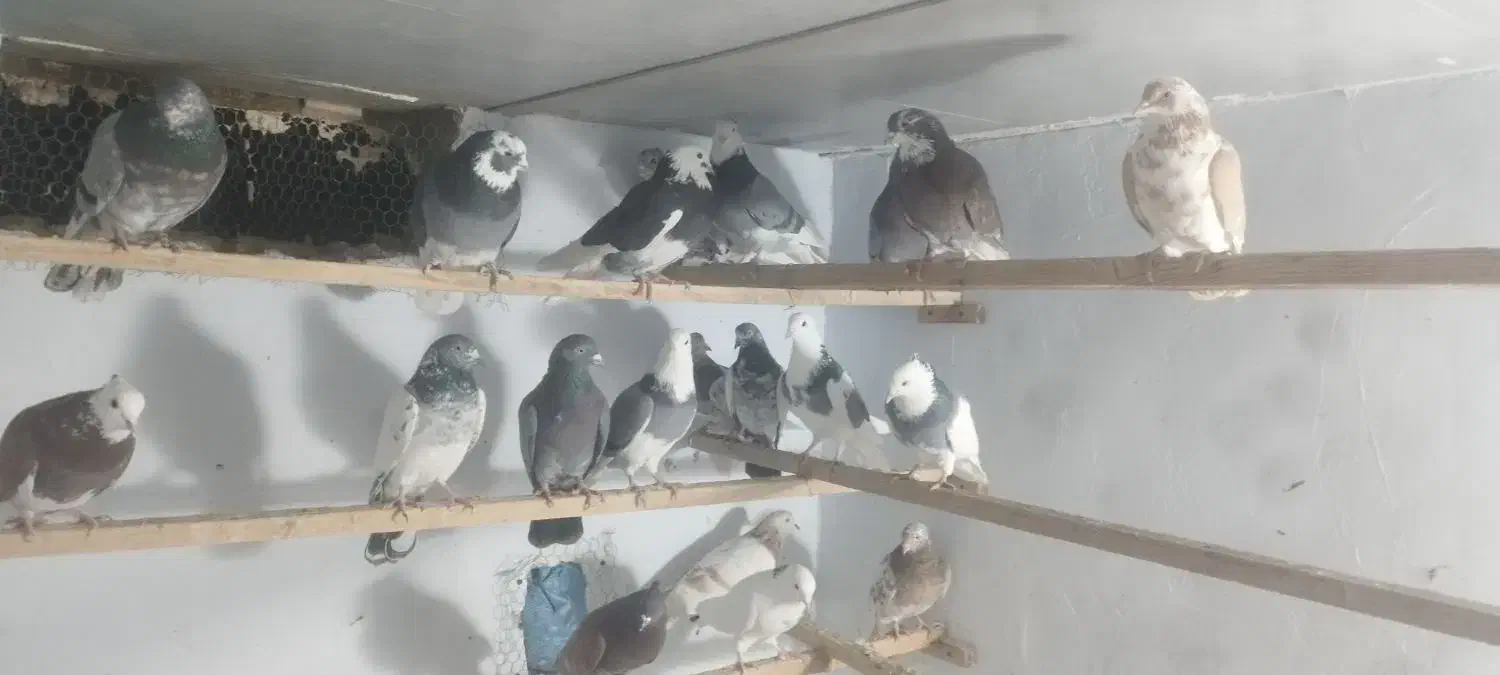 فروش کبوتر|پرنده|محمدشهر, شهرک پیام (مهرالبرز)|دیوار