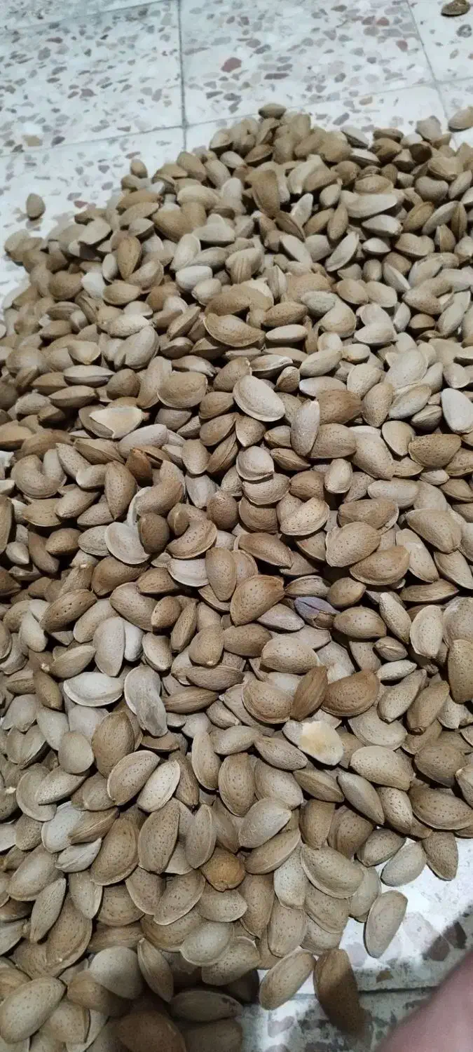 خرید بادام نقدوقیمت تجاری|خدمات باغبانی و درختکاری|فارسان, |دیوار