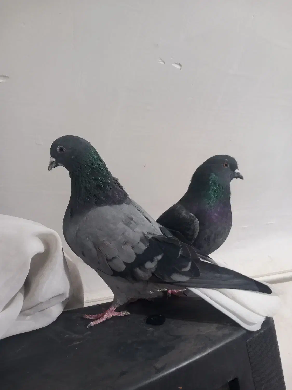 سبز دم سفید|پرنده|ملایر, |دیوار