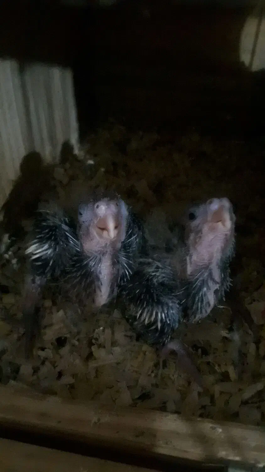 عروس هلندی سرلاکی|پرنده|کرج, کیانمهر|دیوار