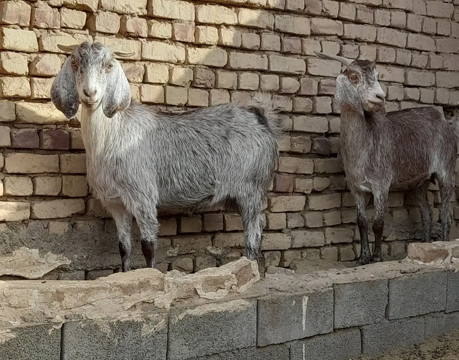 چند راس بز و کولار فروشی|حیوانات مزرعه|بردسکن, |دیوار