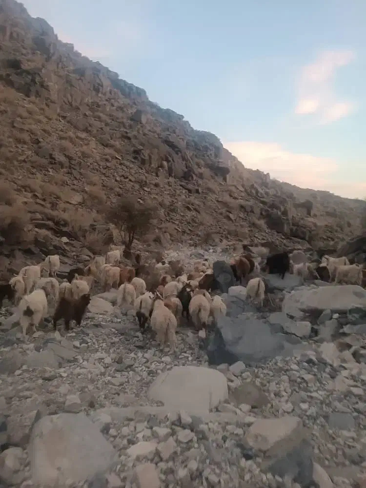 فروش ۴۰ راس  بزجوان ماده مولد داشتی|حیوانات مزرعه|بندرعباس, |دیوار