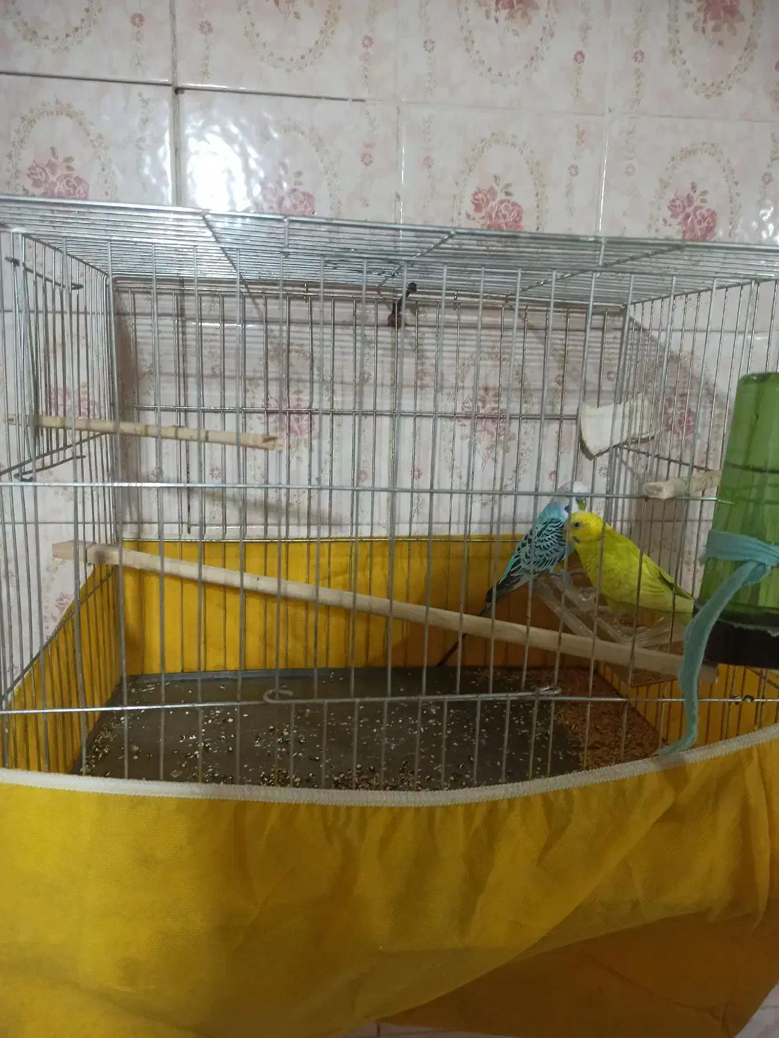 یه جفت مرغ عشق معاوضه با عروس هلندی|پرنده|تهران, خاک سفید|دیوار